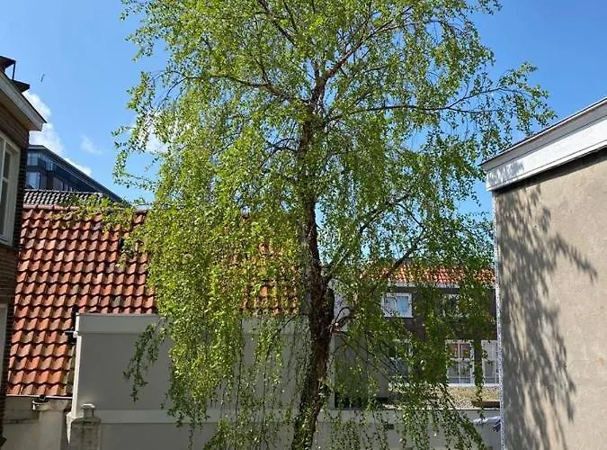 The Sunny - R.q.c. Haia